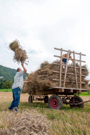 Moisson Amis du Vieux Seynod